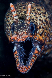 They may not look like it, but Dragon Morays tend to be v... by Tony Cherbas 